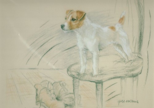 Jack russell terrier - jack,