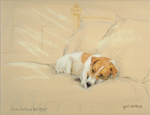 Jack russell terrier - terrier, on