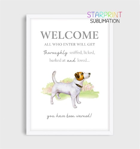 Jack russell terrier - jack,