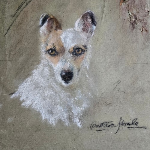 Dog portrait terrier - terrier, /