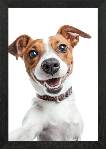 Smiling jack russell - smiling, selfie