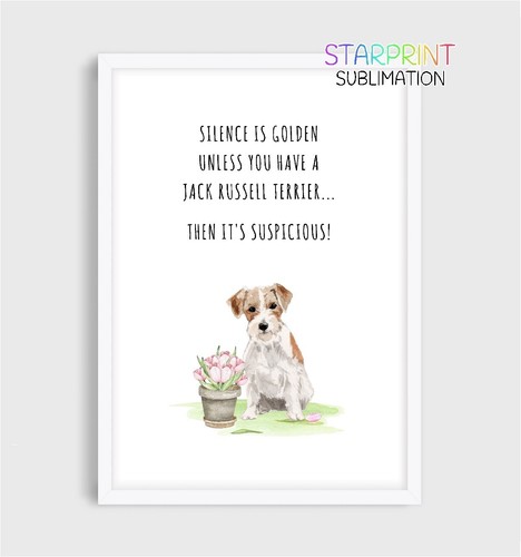 Jack russell terrier picture - jack,