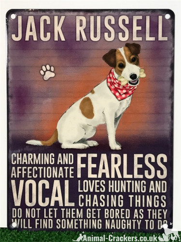 Jack russell terrier - jack,