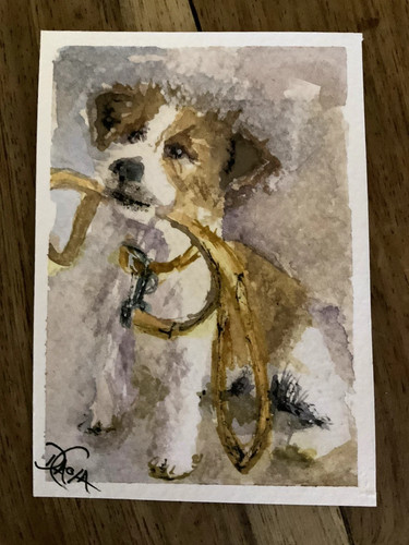 Jack russell puppy dog - russell,
