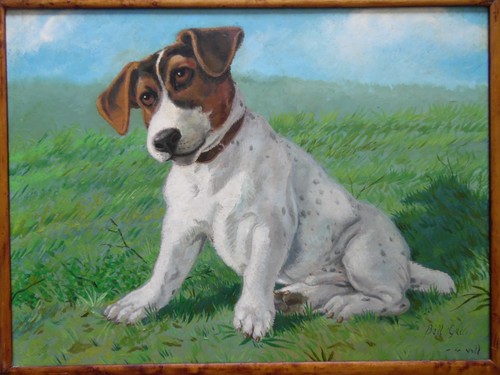 Jack russell terrier - jack, in