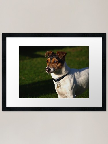 Jack russell garden framed - russell,