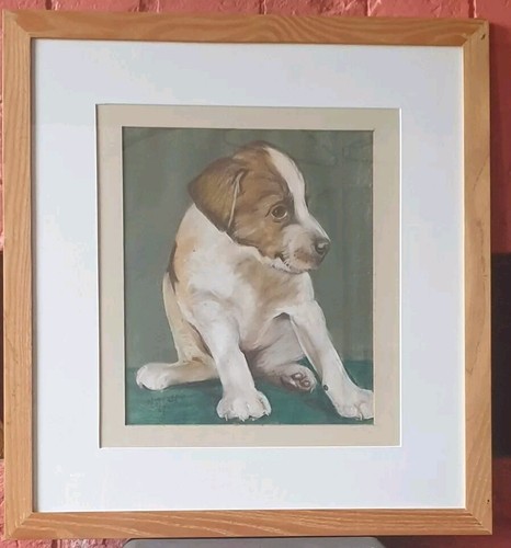 Jack russell hound puppy - russell,,