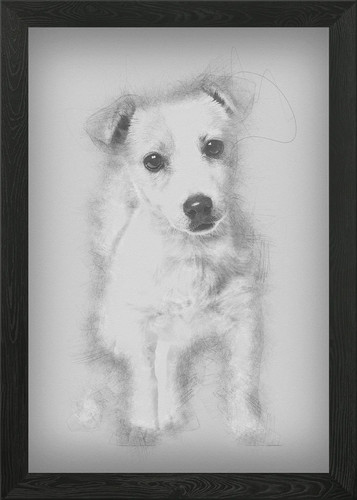 Jack russell puppy - 3, month