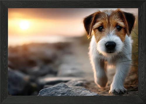 Jack russell terrier puppy - puppy, at