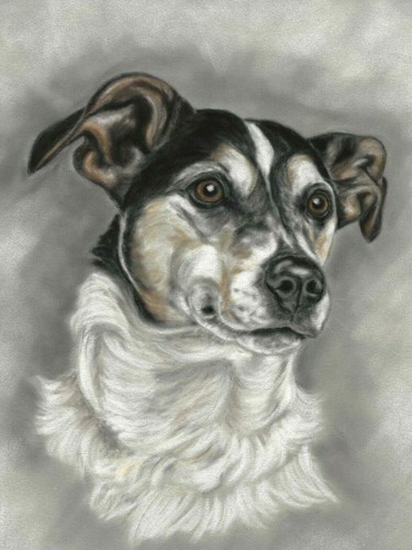 Jack russell terrier dog - dog, gift