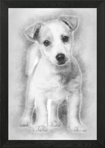 Jack russell puppy month - jack, 3