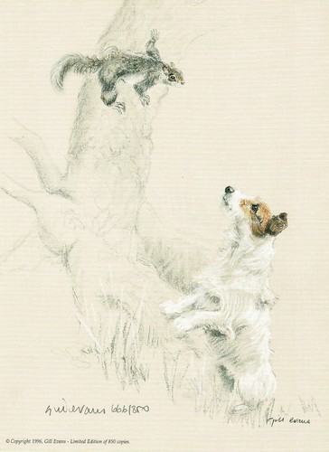 Jack russell terrier dog - jack,